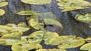 Turtle