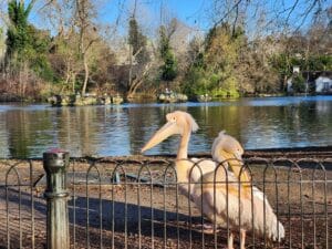 Pelicans (St James Park, London)